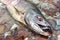 Dead chum salmon Oncorhynchus keta in Chehalis River, Fraser V