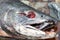 Dead chum salmon Oncorhynchus keta in Chehalis River, Fraser V