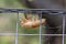 A dead Cicada on a fence