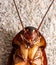 Dead cockroach and it long antennae