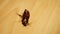 Dead cockroach lying on a wooden floor