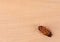 dead cockroach on wooden background.