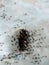 Dead cockroaches are eaten by black ants in crowds