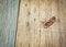 Dead cockroaches on the wooden floor