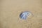 Dead common jellyfish lies on the sandy sea beach