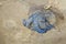 Dead common jellyfish lies on the sandy sea beach