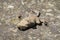 Dead Common toad lies on an old concrete surface