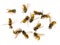 Dead common wasps Vespula vulgaris isolated on completely white background