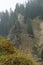 Dead conifer / needle tree in a forest on a moody, foggy day