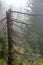 Dead conifer / needle tree in a forest on a moody, foggy day