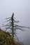 Dead conifer / needle tree in a forest on a moody, foggy day