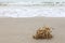 Dead Coral washed up on the sandy beach in Port Dickson