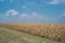 Dead cornfield due to drought