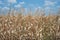 Dead cornfield due to drought