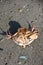 Dead crab