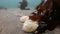 Dead crab on a deserted sandy bottom of Barents Sea.