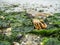 Dead crab on the North Sea beach