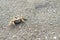 Dead crab on a sandy beach