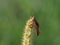 Dead Cricket on a flower macro