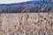 A Dead Crop Field in Winter With A Mountain of Trees in the Background