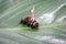 Dead dead bee, conceptual image on pesticides and environmental risk. Bee on extermination