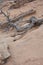 Dead, decayed tree in rocky hillside