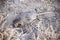 Dead decaying grey muskrat lies in dirt along a sagebrush path