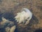 A dead decomposing jellyfish at the bottom of a sea bay. An environmental problem that led to the death of jellyfish. Close-up of