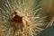 Dead desert cactus close up