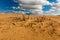 Dead desert landscape. Gobi Desert.