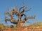 Dead desert tree