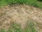 Dead and diseased brown grass near green grass lawn and yard