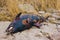 Dead dolphin washed up on a devon beach uk