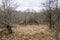 Dead dried apple trees orchard