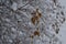 Dead dry frozen pods in a tree branch