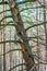 Dead dry rotten pine tree standing slanted leaning on other pine trees in amazing evergreen forest