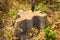 Dead dry sawed stump in Tay Nguyen, Central Highlands of Vietnam