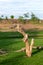 Dead dry stumps with green moss grass