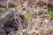Dead dry thorns of plant in Eilat desert