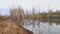 Dead dry tree trunks on an old pond