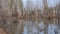 Dead dry tree trunks on an old pond