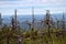 Dead dry trees of bizarre strange shape on top of Northern hills