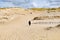 Dead dunes, sand hills in Neringa, Lithuania