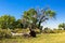 Dead and dying Cottonwoods in rural Utah