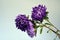 Dead Dying Purple Chrysanthemum Flowers