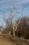 A Dead Elm Tree in the Pasture