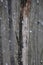 Dead Elm Tree in winter caused by Dutch Elm Disease DED Ophiostoma ulmi.