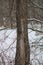 Dead Elm Tree in winter caused by Dutch Elm Disease DED Ophiostoma ulmi.