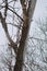 Dead Elm Tree in winter caused by Dutch Elm Disease DED Ophiostoma ulmi.