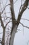 Dead Elm Tree in winter caused by Dutch Elm Disease DED Ophiostoma ulmi.